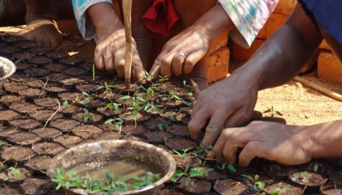 Planete Urgence Plantation Arbres Chronoflex